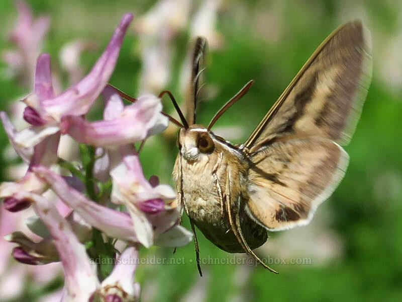 sphinx moth & Brandegee's fumewort (Hyles lineata, Corydalis caseana ssp. brandegeei) [Crag Crest Trail, Grand Mesa National Forest, Delta County, Colorado]