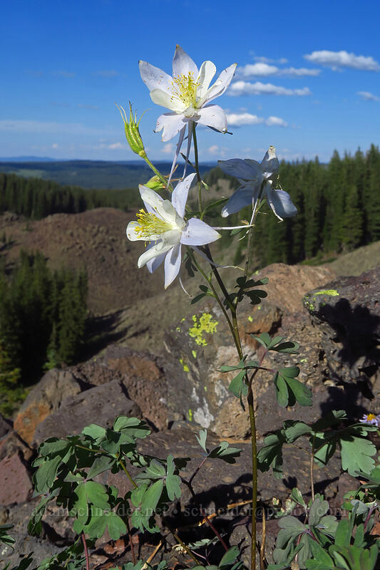 Colorado columbine (Aquilegia coerulea) [Crag Crest Trail, Grand Mesa National Forest, Delta County, Colorado]