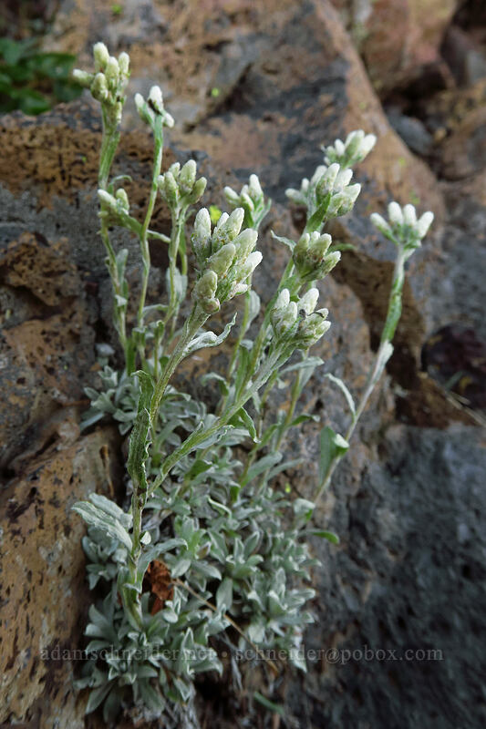 pussy-toes (Antennaria sp.) [Crag Crest Trail, Grand Mesa National Forest, Delta County, Colorado]
