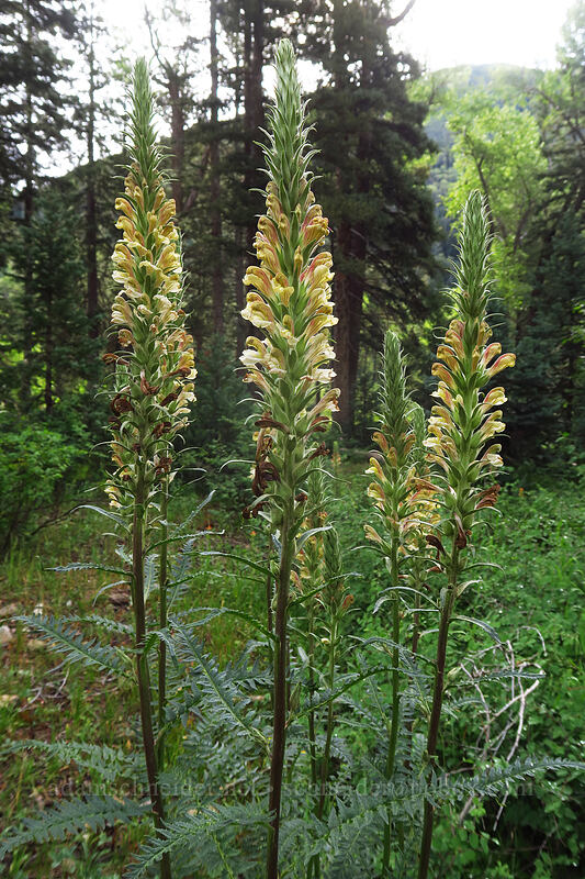 giant lousewort (Pedicularis procera) [La Plata Canyon, San Juan National Forest, La Plata County, Colorado]
