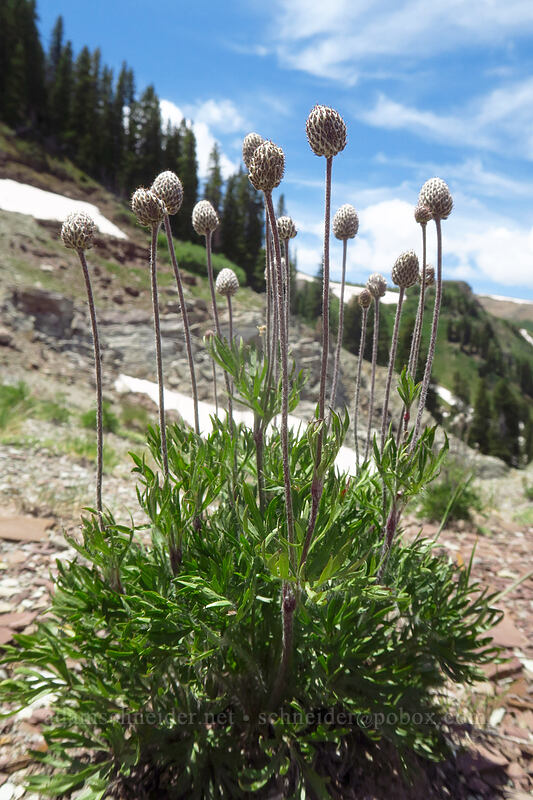cut-leaf anemone seed heads (Anemone multifida) [northwest of Kennebec Pass, San Juan National Forest, Colorado]