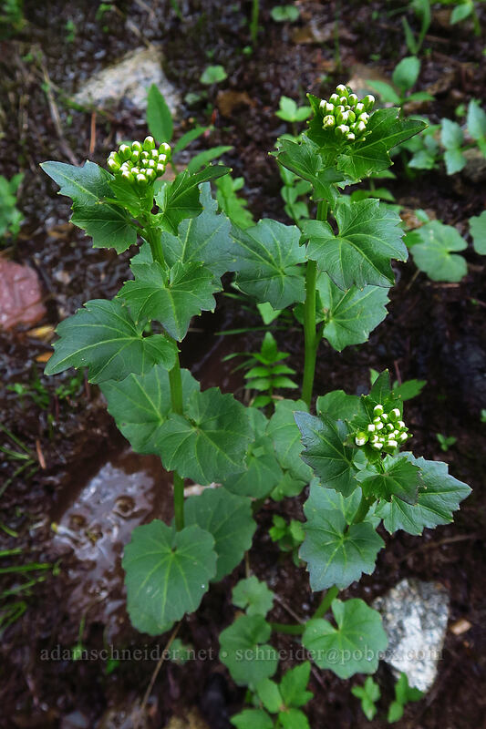 heart-leaf bitter-cress (Cardamine cordifolia) [Kennebec Pass, San Juan National Forest, La Plata County, Colorado]