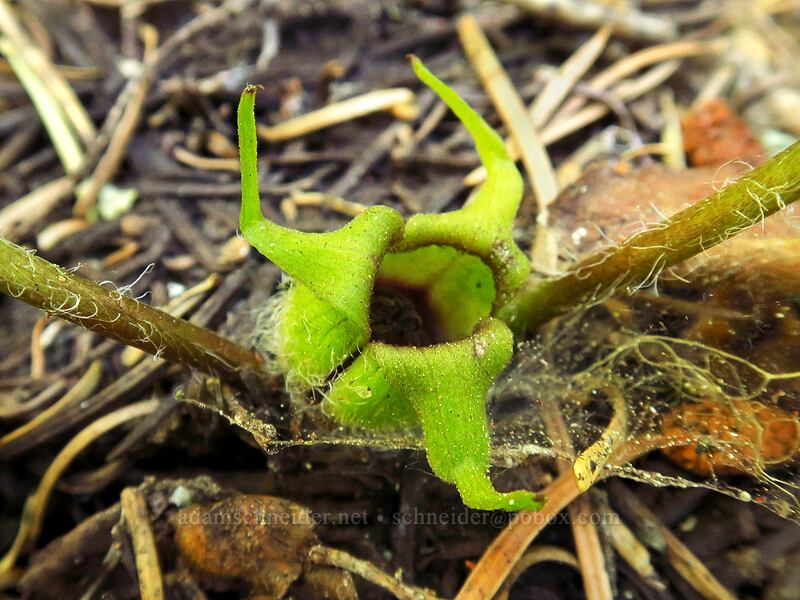 green-flowered wild ginger flower (Asarum wagneri) [Mt. McLoughlin Trail, Fremont-Winema National Forest, Klamath County, Oregon]
