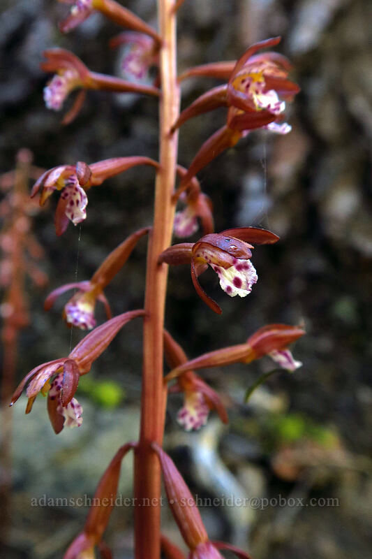spotted coral-root orchid (Corallorhiza maculata) [Mt. McLoughlin Trail, Sky Lakes Wilderness, Klamath County, Oregon]