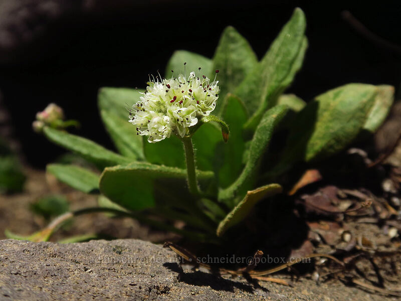 alpine buckwheat (Eriogonum pyrolifolium) [Mt. McLoughlin Trail, Sky Lakes Wilderness, Jackson County, Oregon]