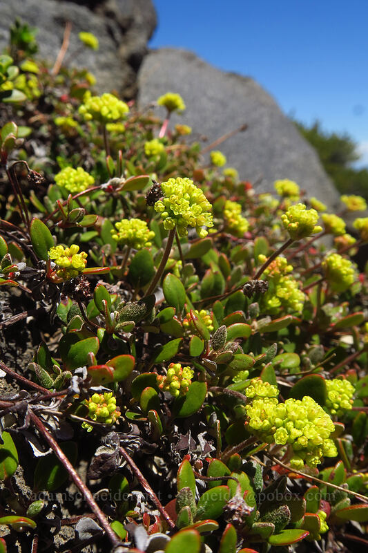 marum-leaf buckwheat (Eriogonum marifolium) [Mt. McLoughlin Trail, Sky Lakes Wilderness, Jackson County, Oregon]