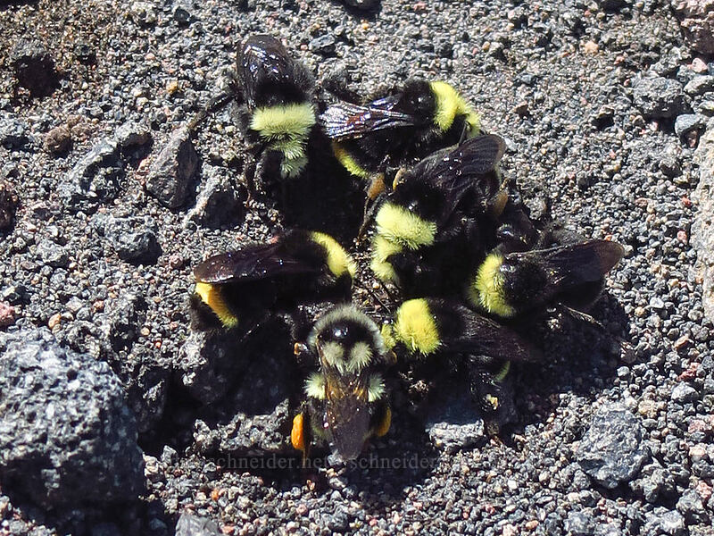 bumblebees (Bombus sp.) [Mt. McLoughlin Trail, Sky Lakes Wilderness, Jackson County, Oregon]