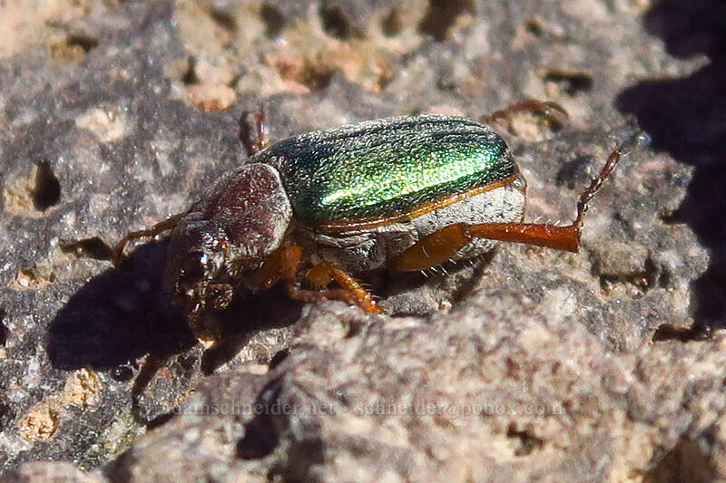 green scarab/chafer beetle (Dichelonyx fulgida) [Mt. McLoughlin summit, Sky Lakes Wilderness, Jackson County, Oregon]