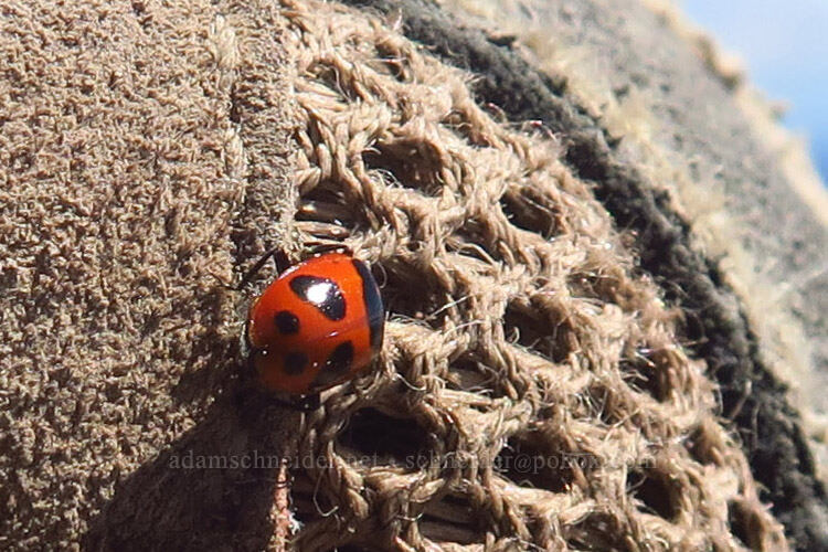 ladybug on my shoe (Hippodamia sp.) [Mt. McLoughlin summit, Sky Lakes Wilderness, Jackson County, Oregon]
