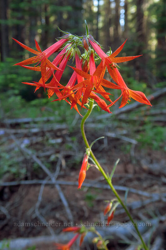 scarlet gilia (Ipomopsis aggregata) [Mt. McLoughlin Trail, Fremont-Winema National Forest, Klamath County, Oregon]