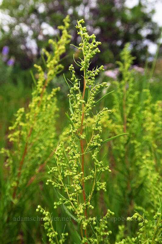 tarragon (dragon wormwood) (Artemisia dracunculus) [Park Point, Mesa Verde National Park, Montezuma County, Colorado]