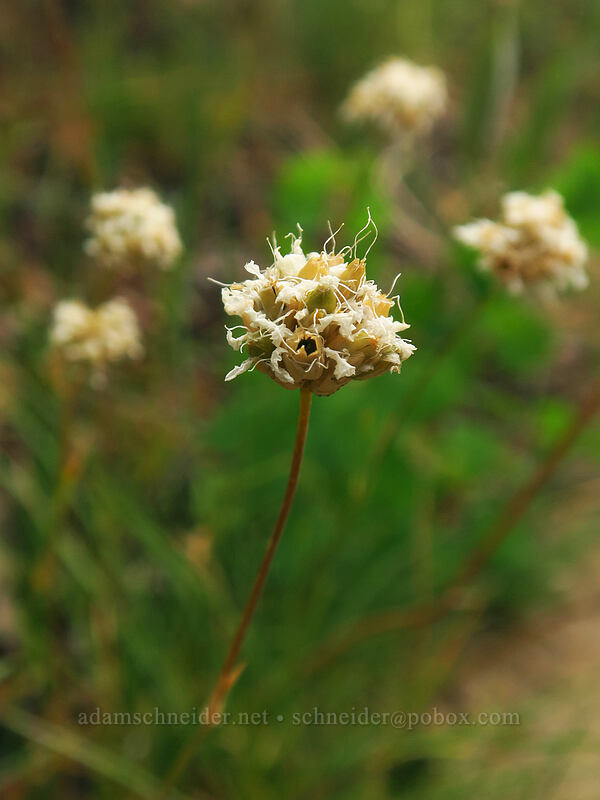 ball-head sandwort, going to seed (Eremogone congesta (Arenaria congesta)) [Geologic Overlook, Mesa Verde National Park, Montezuma County, Colorado]