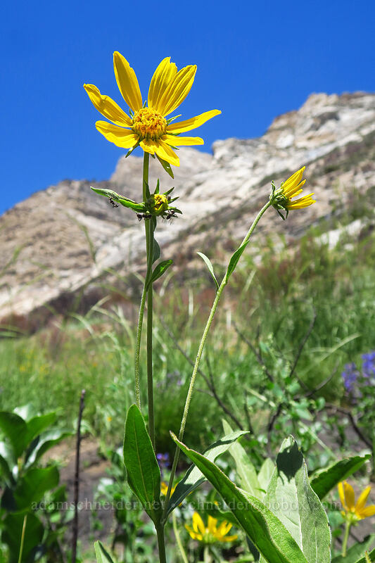 hairy arnica (Arnica mollis) [Lamoille Canyon Road, Humboldt-Toiyabe National Forest, Elko County, Nevada]