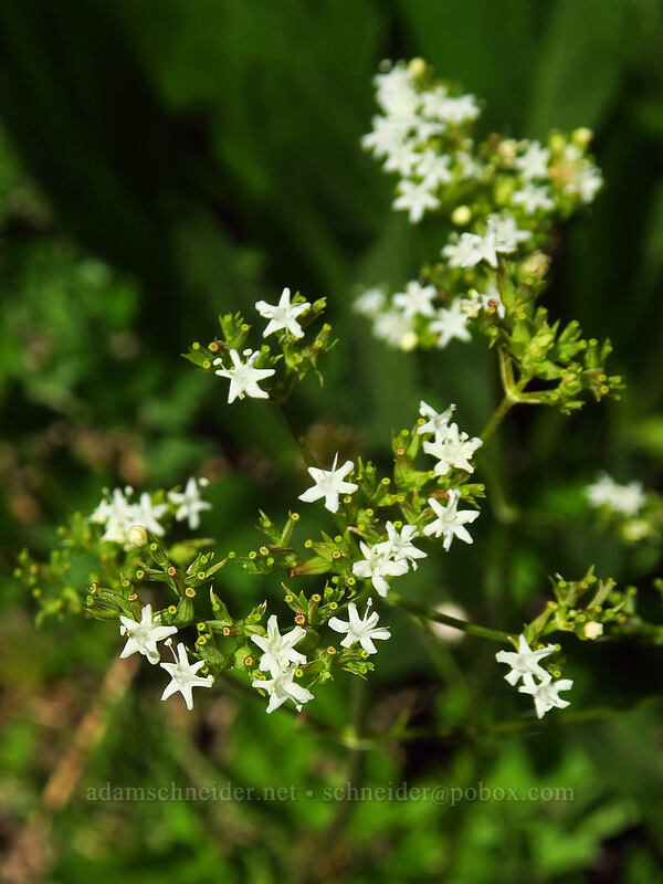 western valerian (Valeriana occidentalis) [Island Lake Trail, Humboldt-Toiyabe National Forest, Elko County, Nevada]