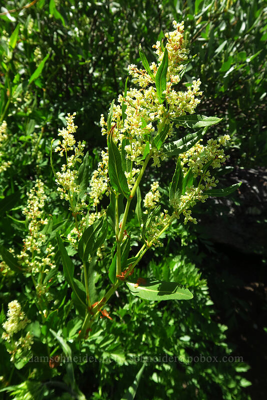 alpine knotweed (Aconogonon phytolaccifolium (Koenigia phytolaccifolia)) [Island Lake Trail, Humboldt-Toiyabe National Forest, Nevada]