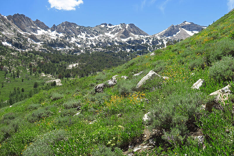 wildflowers in Lamoille Canyon [Island Lake Trail, Humboldt-Toiyabe National Forest, Elko County, Nevada]