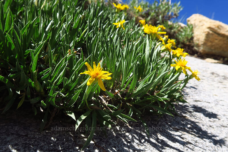 stemless goldenweed (Stenotus acaulis (Haplopappus acaulis)) [Island Lake Trail, Humboldt-Toiyabe National Forest, Elko County, Nevada]