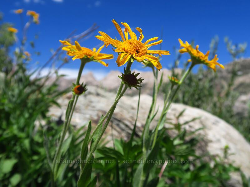 orange sneezeweed (Hymenoxys hoopesii) [Island Lake Trail, Humboldt-Toiyabe National Forest, Elko County, Nevada]
