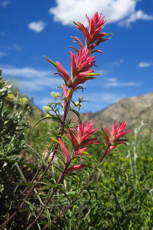 Wyoming paintbrush (Castilleja linariifolia) [Island Lake Trail, Humboldt-Toiyabe National Forest, Elko County, Nevada]