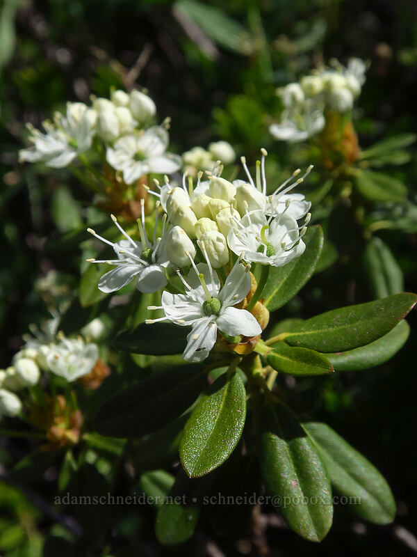 trapper's tea (Rhododendron neoglandulosum (Rhododendron columbianum) (Ledum glandulosum)) [Island Lake, Humboldt-Toiyabe National Forest, Elko County, Nevada]