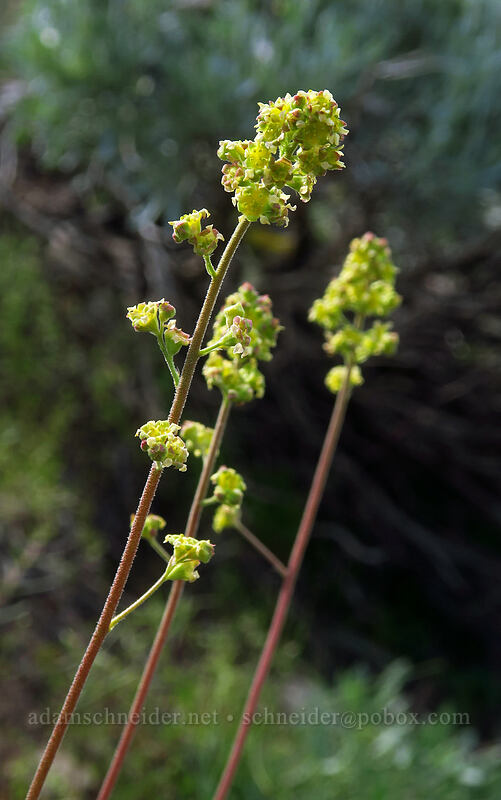 little-leaf alumroot (Heuchera parvifolia) [Island Lake Trail, Humboldt-Toiyabe National Forest, Elko County, Nevada]