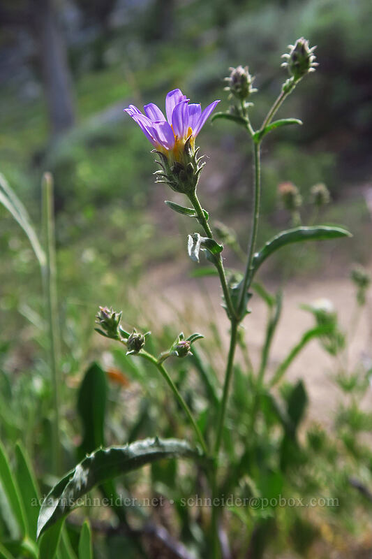 hoary aster (Dieteria canescens (Machaeranthera canescens)) [Island Lake Trail, Humboldt-Toiyabe National Forest, Elko County, Nevada]