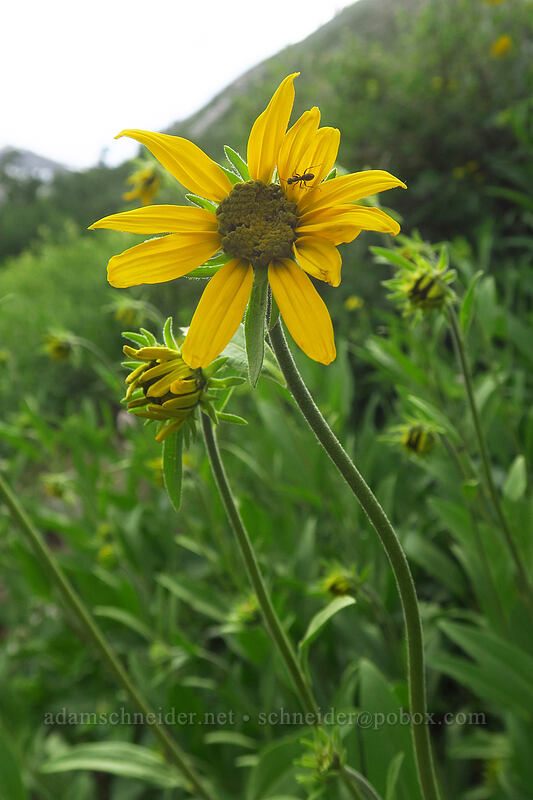 sunflower (Helianthella uniflora) [Island Lake Trail, Humboldt-Toiyabe National Forest, Elko County, Nevada]