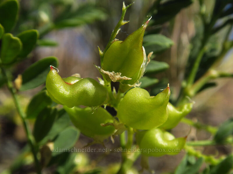 freckled milk-vetch pods (Astragalus lentiginosus) [Crooked River Highway, Crook County, Oregon]