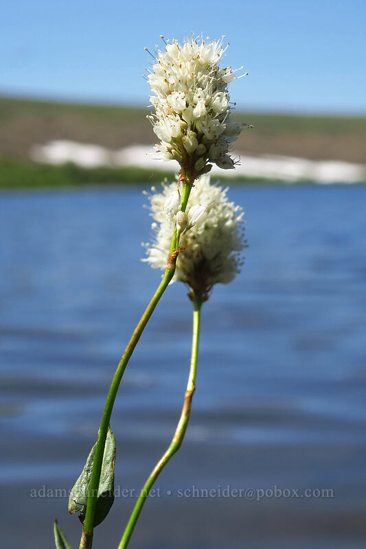 bistort (Bistorta bistortoides (Polygonum bistortoides)) [Fish Lake, Steens Mountain, Harney County, Oregon]
