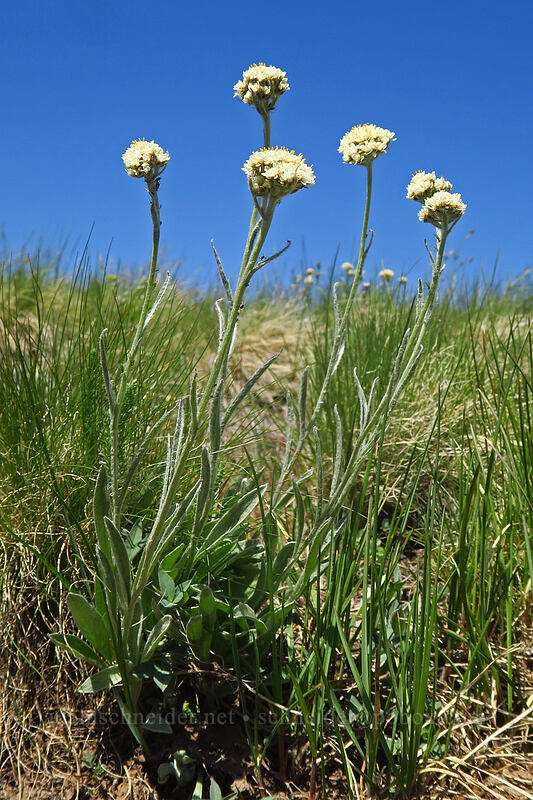 pearly pussy-toes (Antennaria anaphaloides) [Kiger Gorge Overlook, Steens Mountain, Harney County, Oregon]
