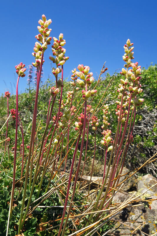 alpine alumroot (Heuchera cylindrica var. alpina) [Kiger Gorge Overlook, Steens Mountain, Harney County, Oregon]