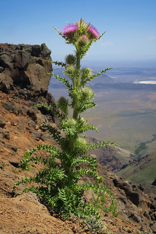 Steens Mountain thistle (Cirsium eatonii var. peckii (Cirsium peckii)) [North Loop Road, Steens Mountain, Harney County, Oregon]