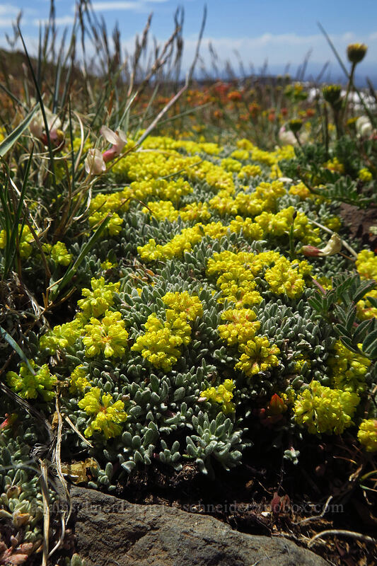 matted buckwheat (Eriogonum caespitosum (Eriogonum cespitosum)) [Wildhorse Lake Trail, Steens Mountain, Harney County, Oregon]