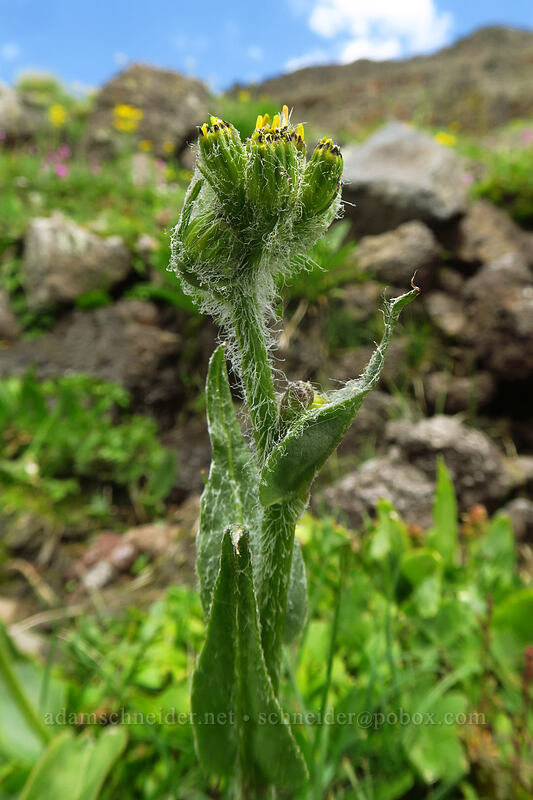 very hairy groundsel (Senecio sp.) [Wildhorse Lake Trail, Steens Mountain, Harney County, Oregon]