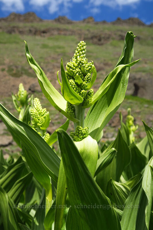 California corn lily (Veratrum californicum) [Wildhorse Lake Trail, Steens Mountain, Harney County, Oregon]