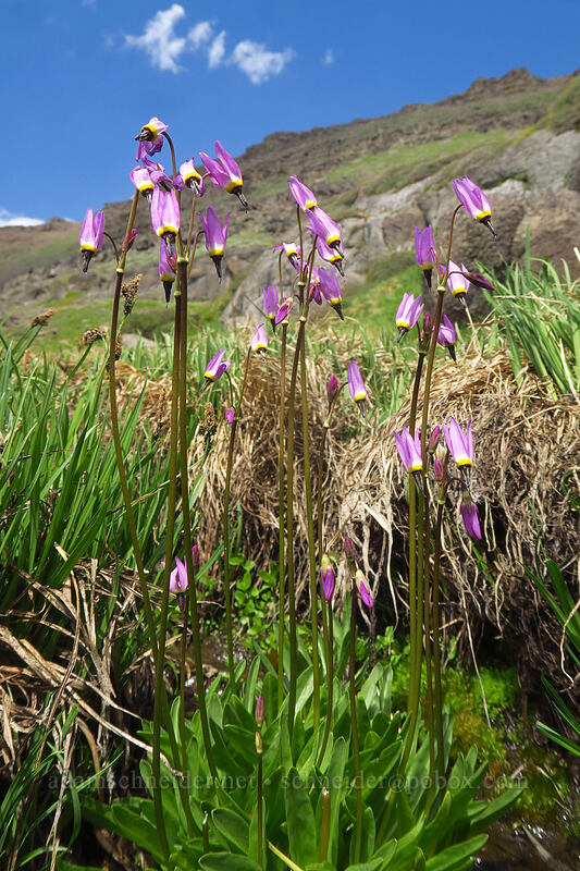 alpine shooting stars (Dodecatheon alpinum (Primula tetrandra)) [Wildhorse Lake Trail, Steens Mountain, Harney County, Oregon]