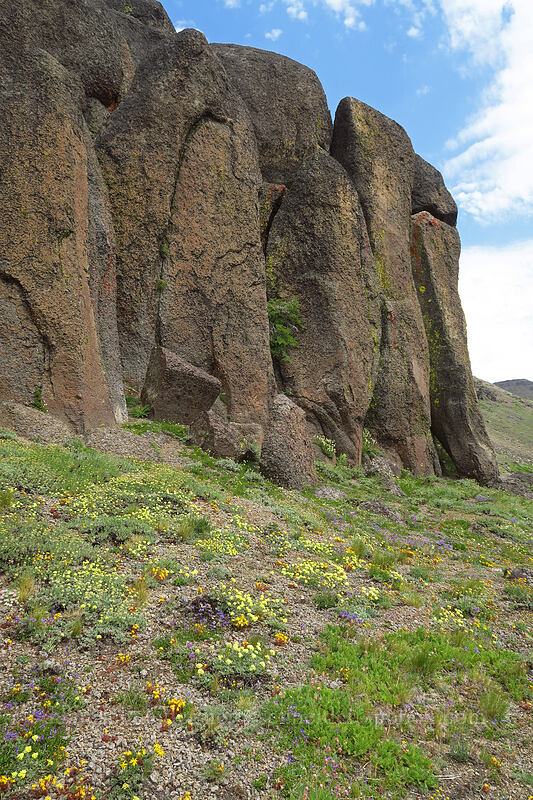 wildflowers & cliffs [Wildhorse Lake Trail, Steens Mountain, Harney County, Oregon]