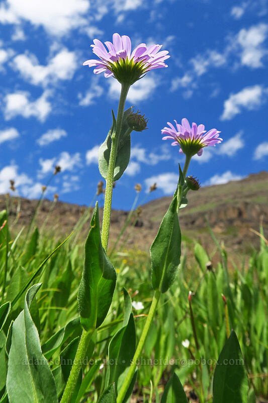 subalpine fleabane (Erigeron glacialis var. glacialis) [Wildhorse Lake Trail, Steens Mountain, Harney County, Oregon]