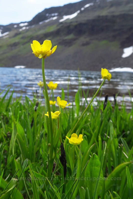 Hartweg's buttercup (Ranunculus alismifolius var. hartwegii) [Wildhorse Lake Trail, Steens Mountain, Harney County, Oregon]