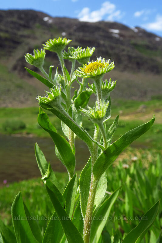 orange sneezweed, budding (Hymenoxys hoopesii) [Wildhorse Lake Trail, Steens Mountain, Harney County, Oregon]