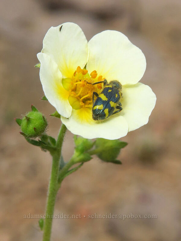Nevada cinquefoil & ornate checkered beetle (Drymocallis lactea var. lactea (Potentilla glandulosa var. nevadensis), Trichodes ornatus) [Wildhorse Lake Trail, Steens Mountain, Harney County, Oregon]