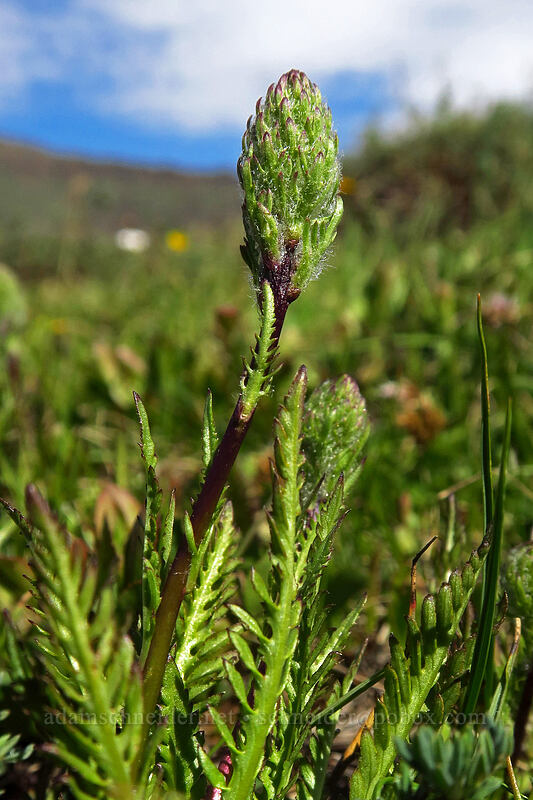 little elephant's-head lousewort, budding (Pedicularis attollens) [Wildhorse Lake Trail, Steens Mountain, Harney County, Oregon]