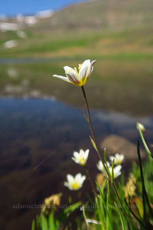 common alp-lily (Lloydia serotina (Gagea serotina)) [Wildhorse Lake Trail, Steens Mountain, Harney County, Oregon]