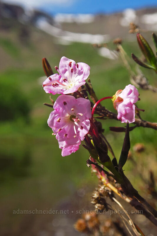alpine bog-laurel (Kalmia microphylla (Kalmia polifolia ssp. microphylla)) [Wildhorse Lake Trail, Steens Mountain, Harney County, Oregon]