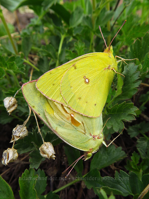 sulphur butterflies (Colias sp.) [Wildhorse Lake Trail, Steens Mountain, Harney County, Oregon]