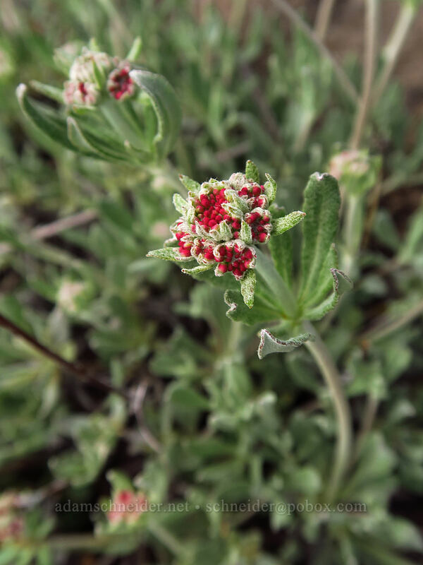 parsnip-flower buckwheat, budding (Eriogonum heracleoides) [Wildhorse Lake Trail, Steens Mountain, Harney County, Oregon]