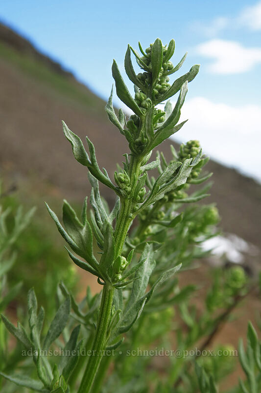 western mugwort (Artemisia ludoviciana) [Wildhorse Lake Trail, Steens Mountain, Harney County, Oregon]