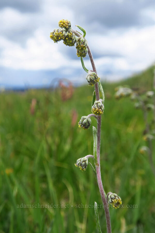 alpine sagewort/sagebrush (Artemisia scopulorum) [Sharkstooth Trail, San Juan National Forest, Montezuma County, Colorado]