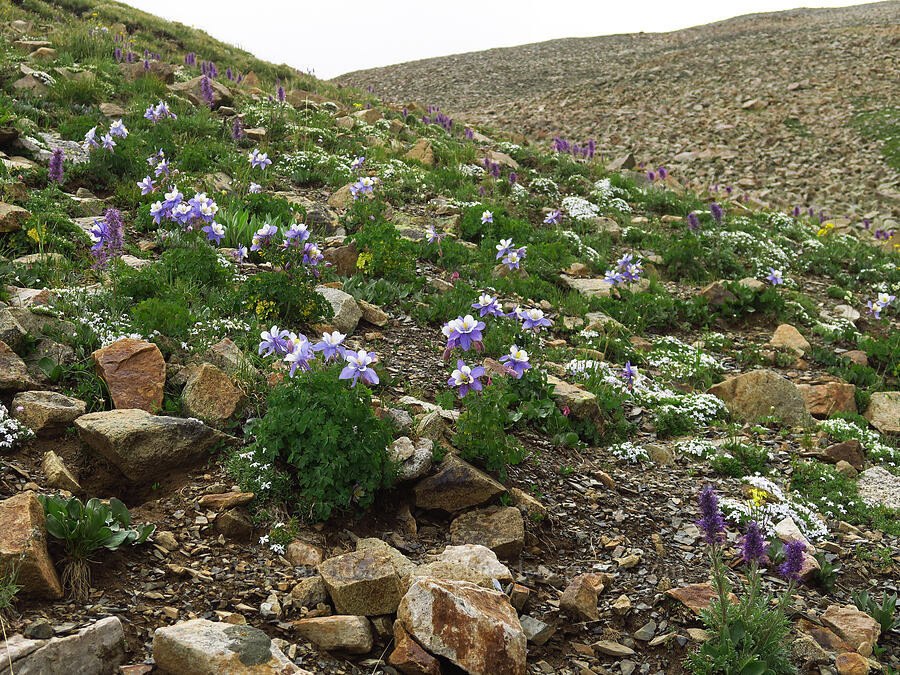 wildflowers [Sharkstooth Trail, San Juan National Forest, Montezuma County, Colorado]