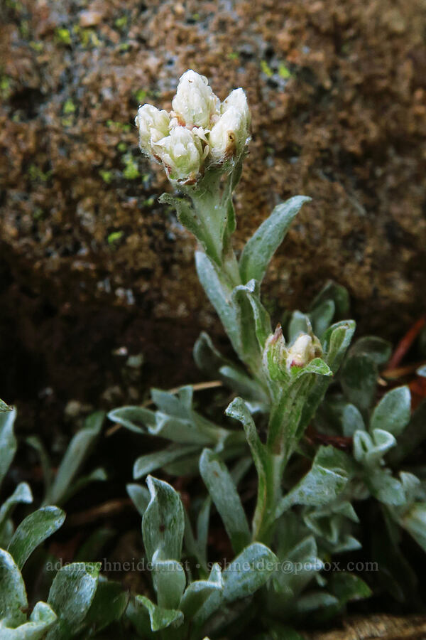 little-leaf pussy-toes (Antennaria parvifolia) [Sharkstooth Trail, San Juan National Forest, Montezuma County, Colorado]